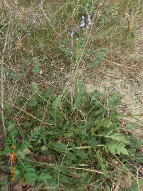 Salvia verbenaca